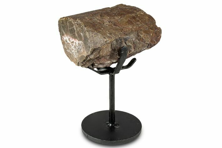 Fossil Sauropod Rib Section with Metal Stand - Colorado #331120